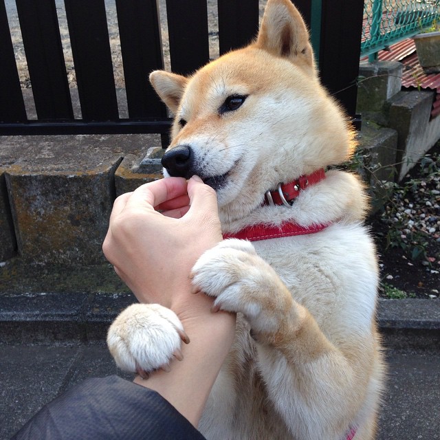 “法甲争冠激战:悬念持续,谁将问鼎?”,法甲夺冠概率