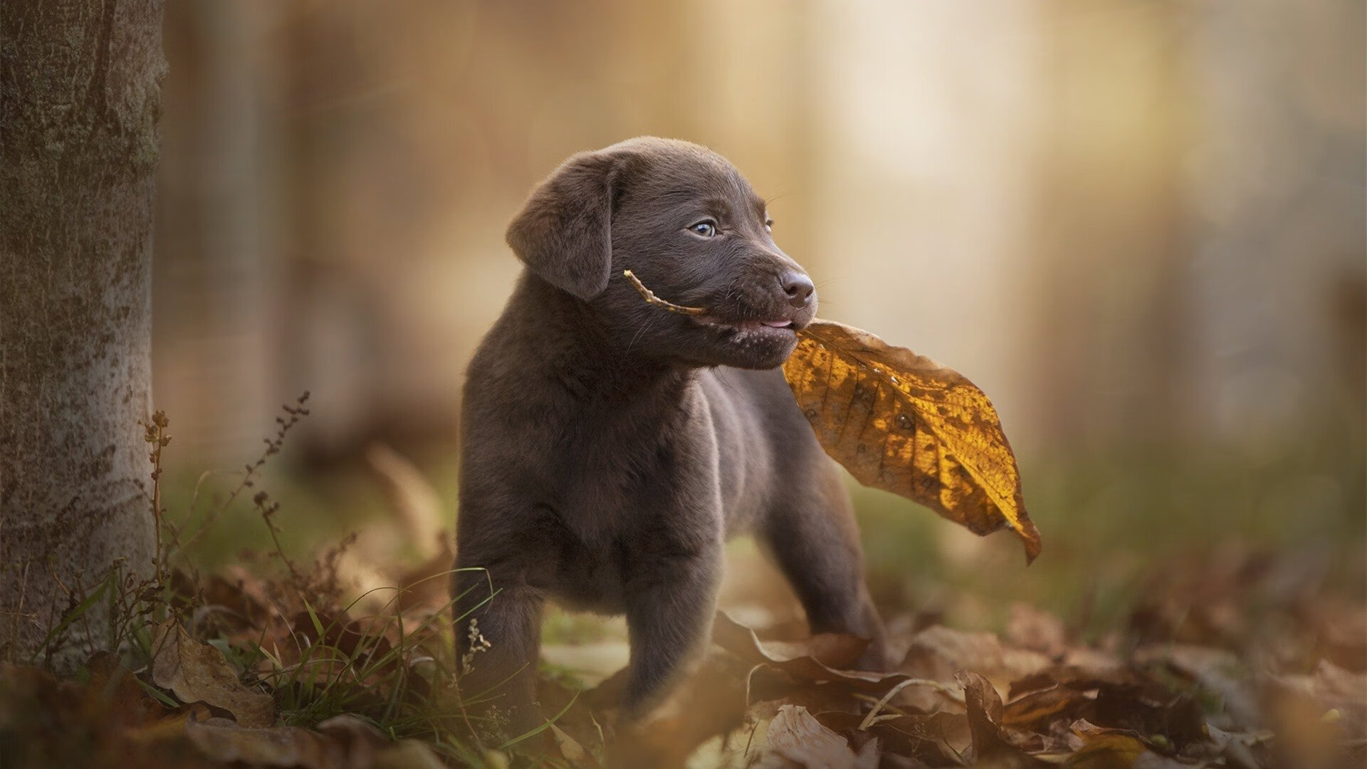 爱游戏体育app-史上最“疯狂”的逆转战役，谁能刷新纪录？，逆转战争