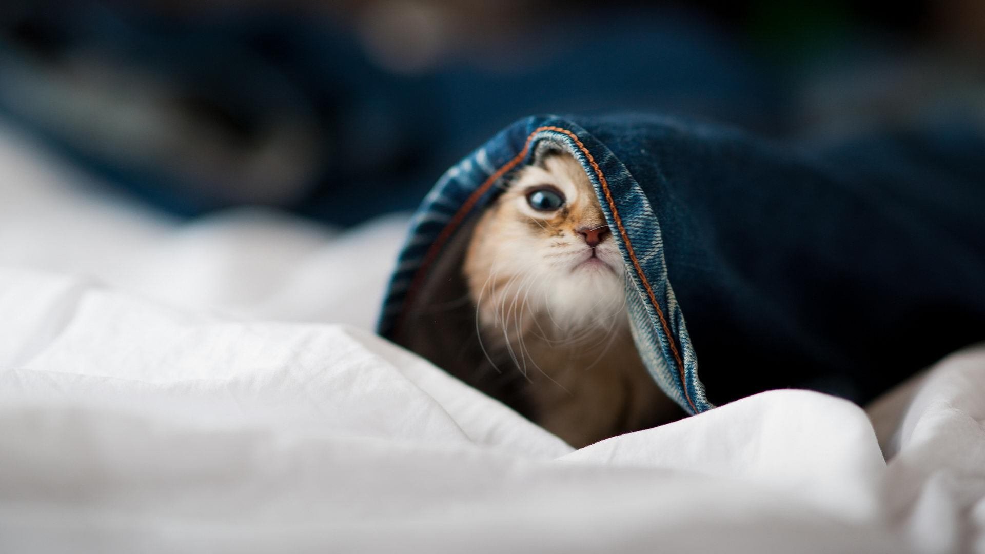 爱游戏娱乐平台-国际象棋锦标赛：小将李亦凡击败世界亚军，国际象棋比赛现场