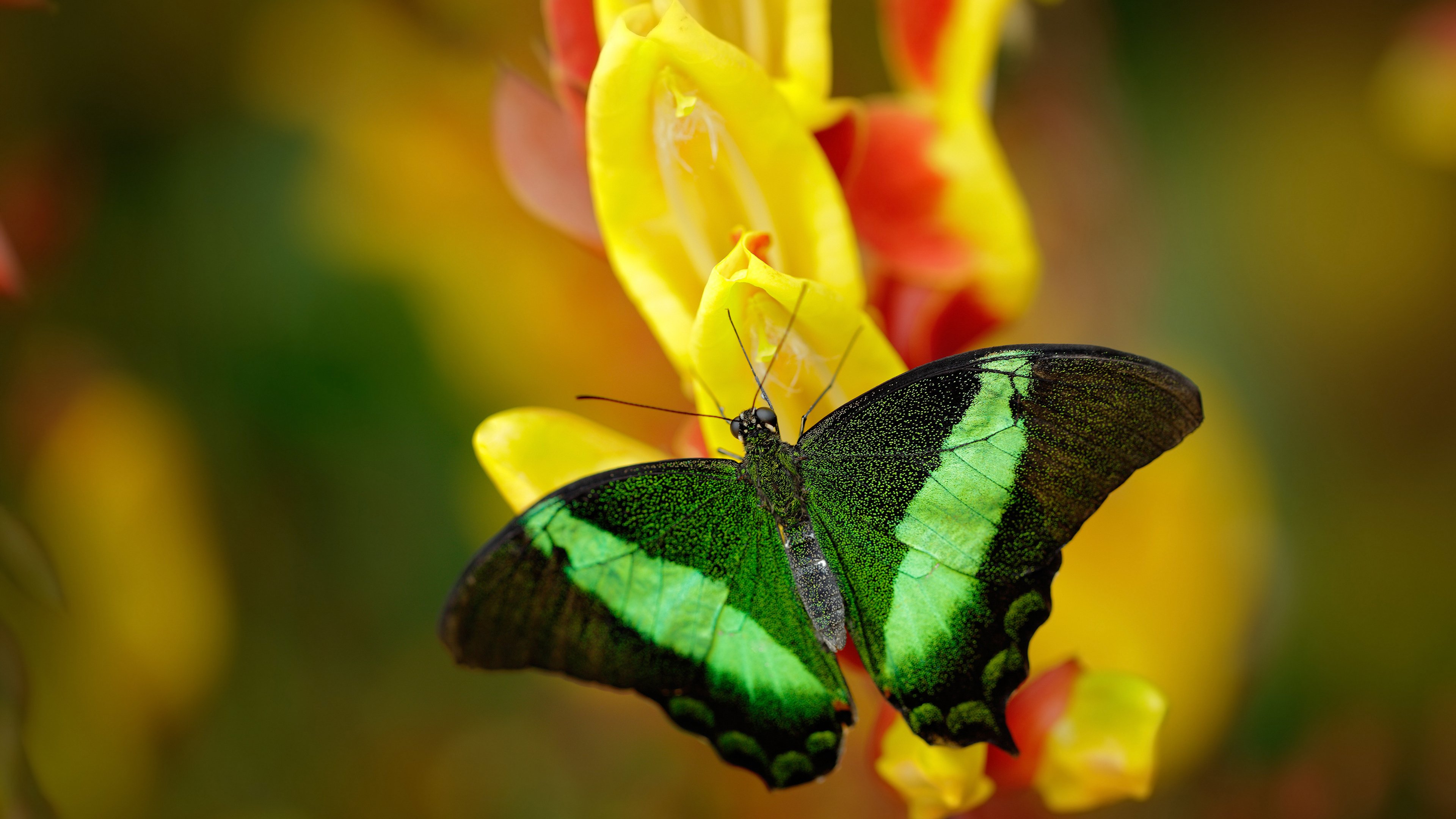 英格兰绝杀墨西哥,小组出线在望,英格兰队shaw