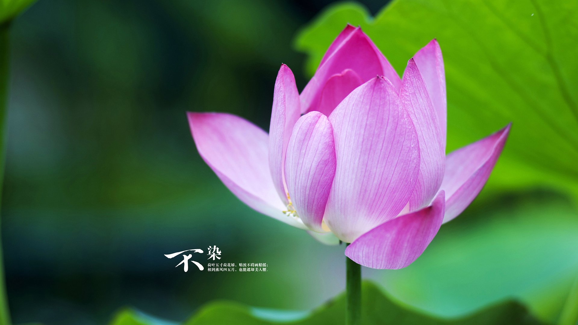 英超榜首之争:切尔西、阿森纳焦灼战平,追赶者迎头赶上,切尔西0-1阿森纳