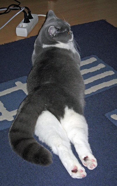 Aster阵容调整引发关注，aster战队成员变化