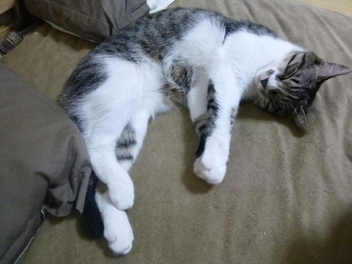 Fnatic 战队在 ESL Pro League 中表现不佳,fnatic阵容lol