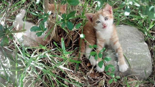 IG发布职业选手发展支持政策，lol职业选手ig