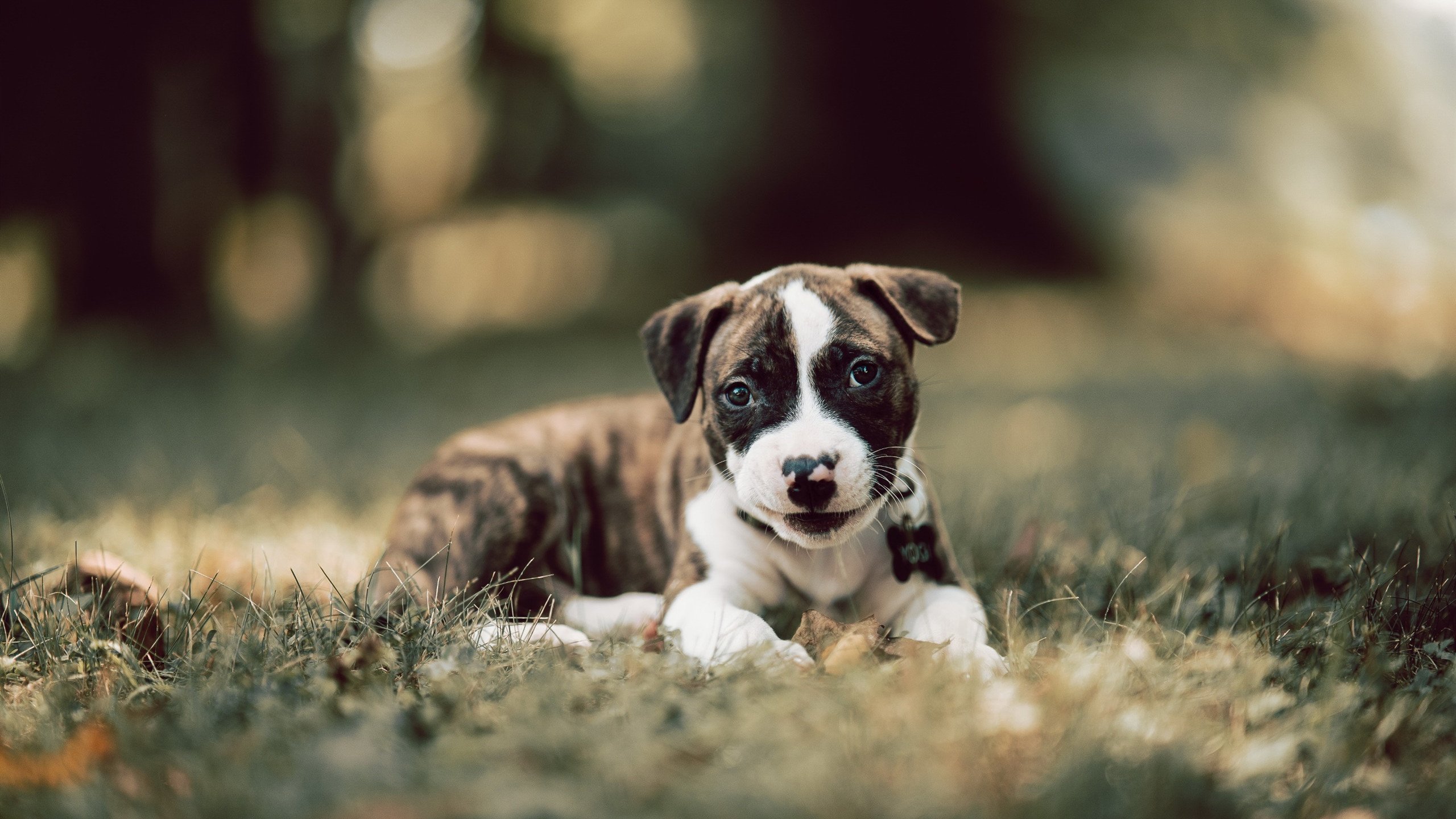 丹麦队在今日比赛中实现逆袭，夺得胜利，丹麦队情况