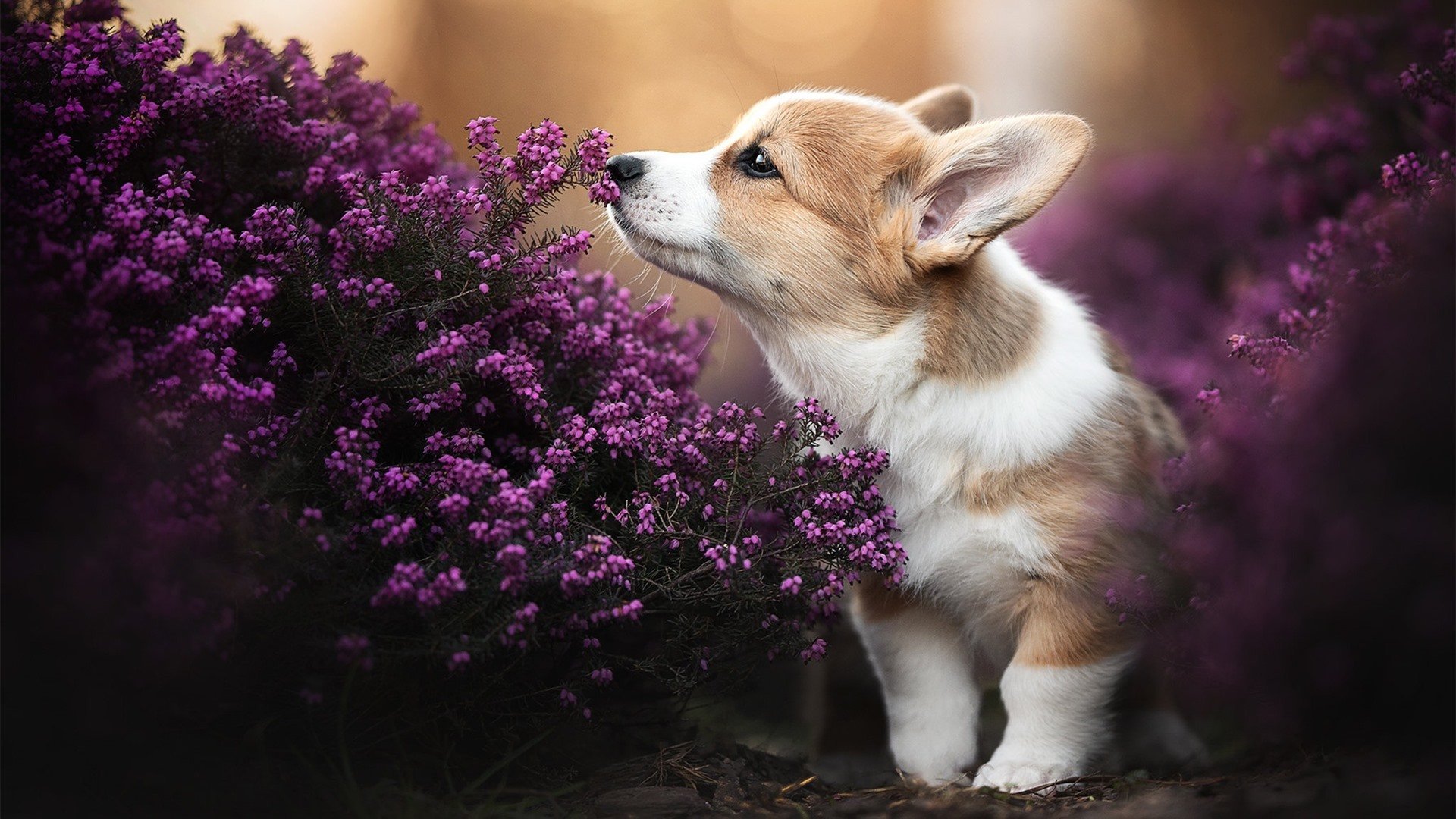 爱游戏体育APP下载-凯撒酋长青训球员升入一线队，展现潜力，凯撒酋长球衣