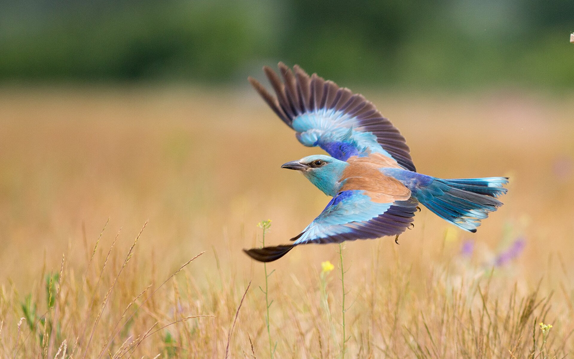 爱游戏综合娱乐-博尔顿反击效率提升，巨人球场直指升级附加赛，狂人博尔顿
