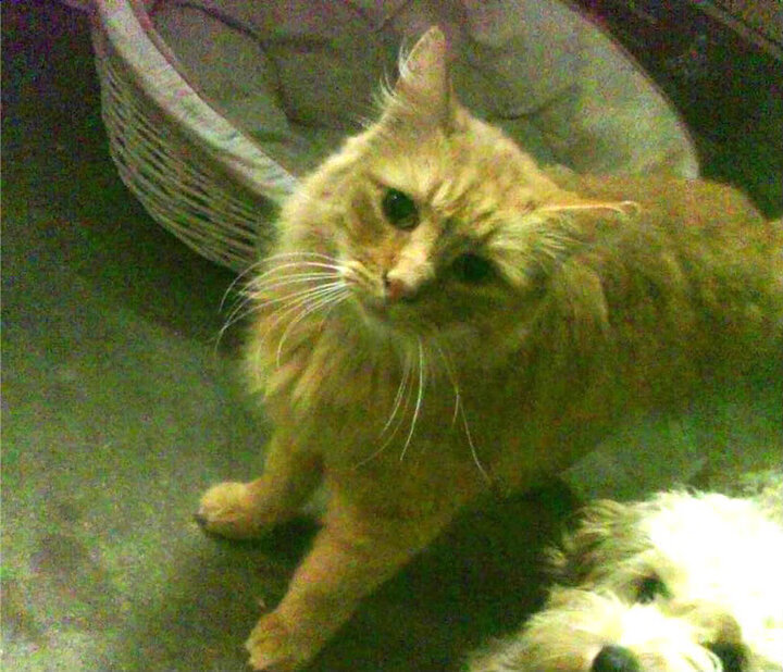 爱游戏娱乐平台-塞内加尔男足在巴黎奥运会比赛中以3-0战胜美国，塞内加尔足协