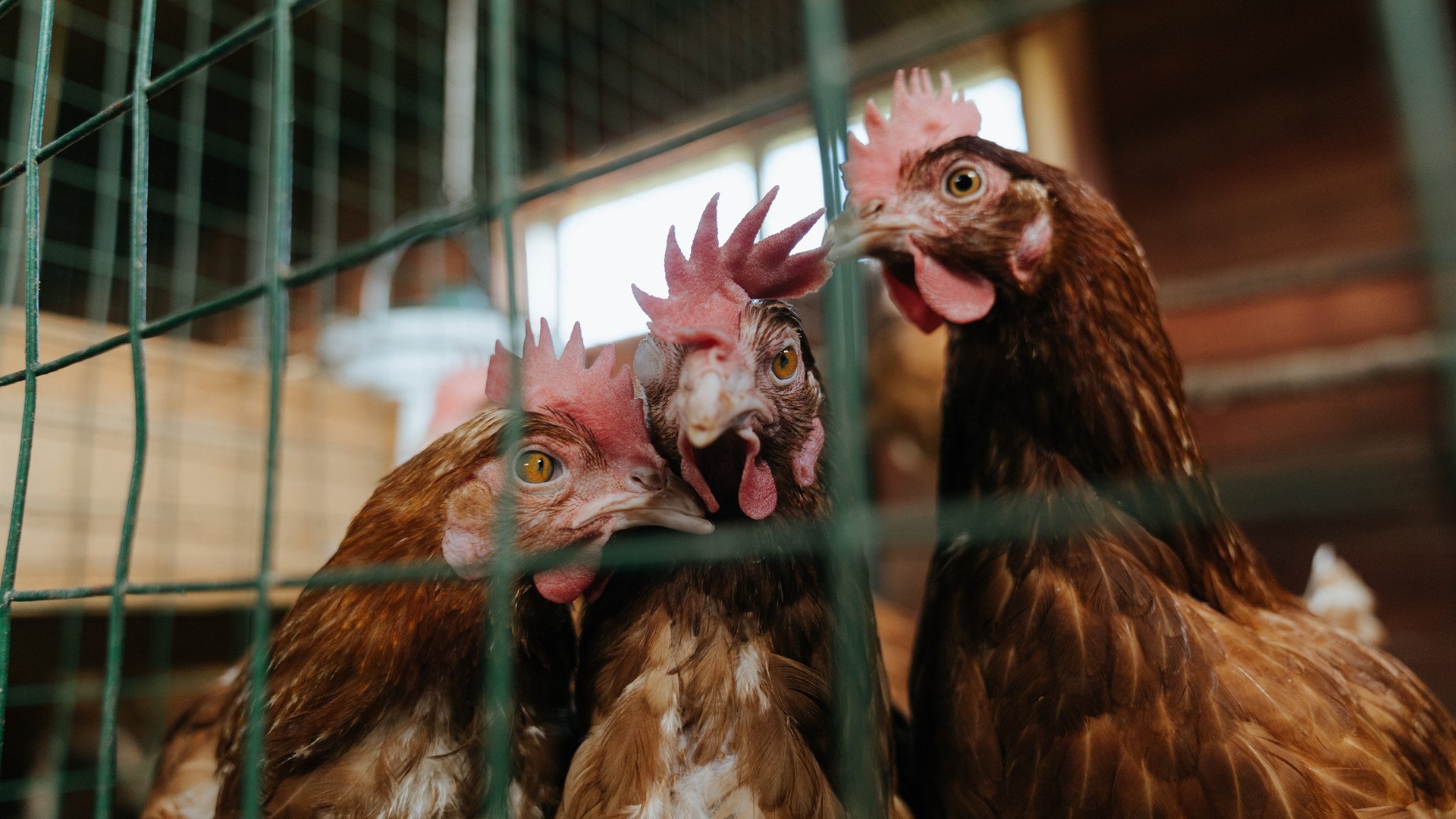 AYX GAMING-塞维利亚主场完胜瓦伦西亚，扭转颓势，塞维利亚vs瓦伦西亚比分预测