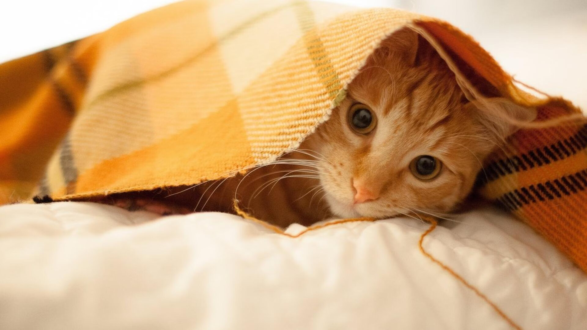 塞维利亚主场完胜瓦伦西亚,扭转颓势,塞维利亚vs瓦伦西亚比分预测