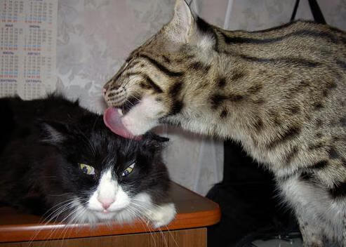 尼斯队球员拉席尔库前往中国参加比赛,尼斯队球员拉席尔库前往中国参加比赛的是谁