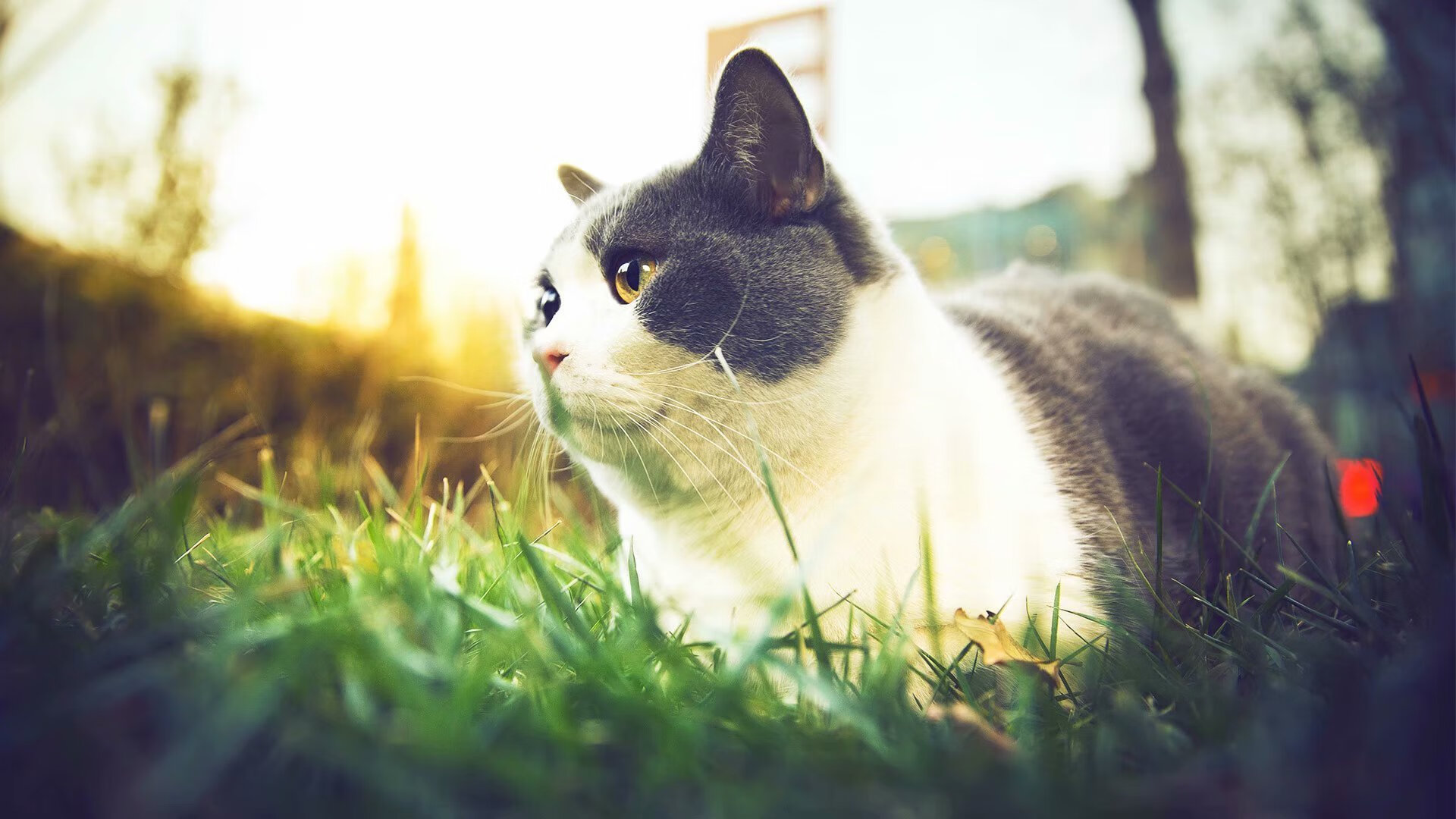 AYX官网-挪威队在欧预赛中遗憾出局，未能晋级下一轮，挪威队欧洲杯大名单