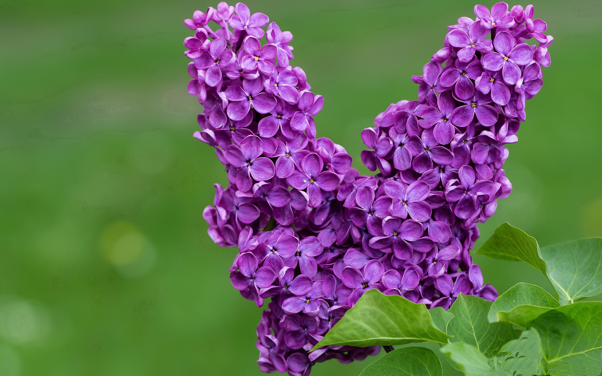 -维达德卡萨布兰卡计划举办国际足球训练营，促进交流，达维德卡拉布里亚