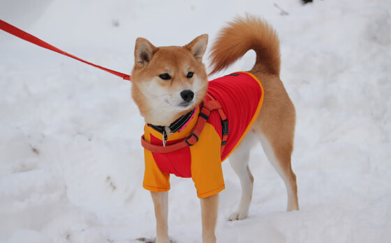 爱游戏官方网站-荷兰女足在预选赛中未能晋级巴黎奥运会，荷兰女足会放水吗
