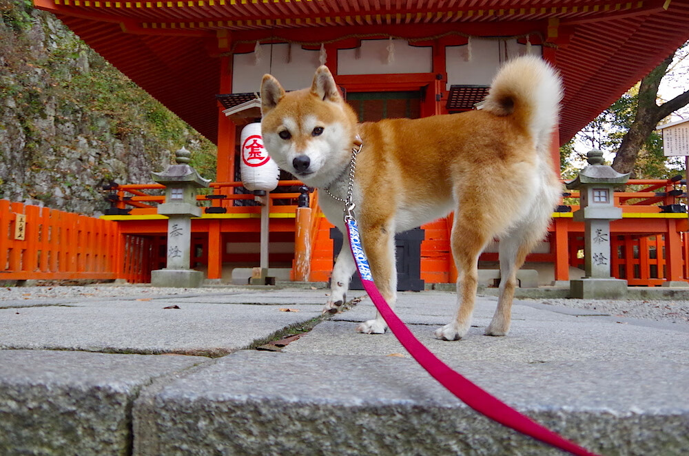 NBA球队后卫线分析,nba各队后卫