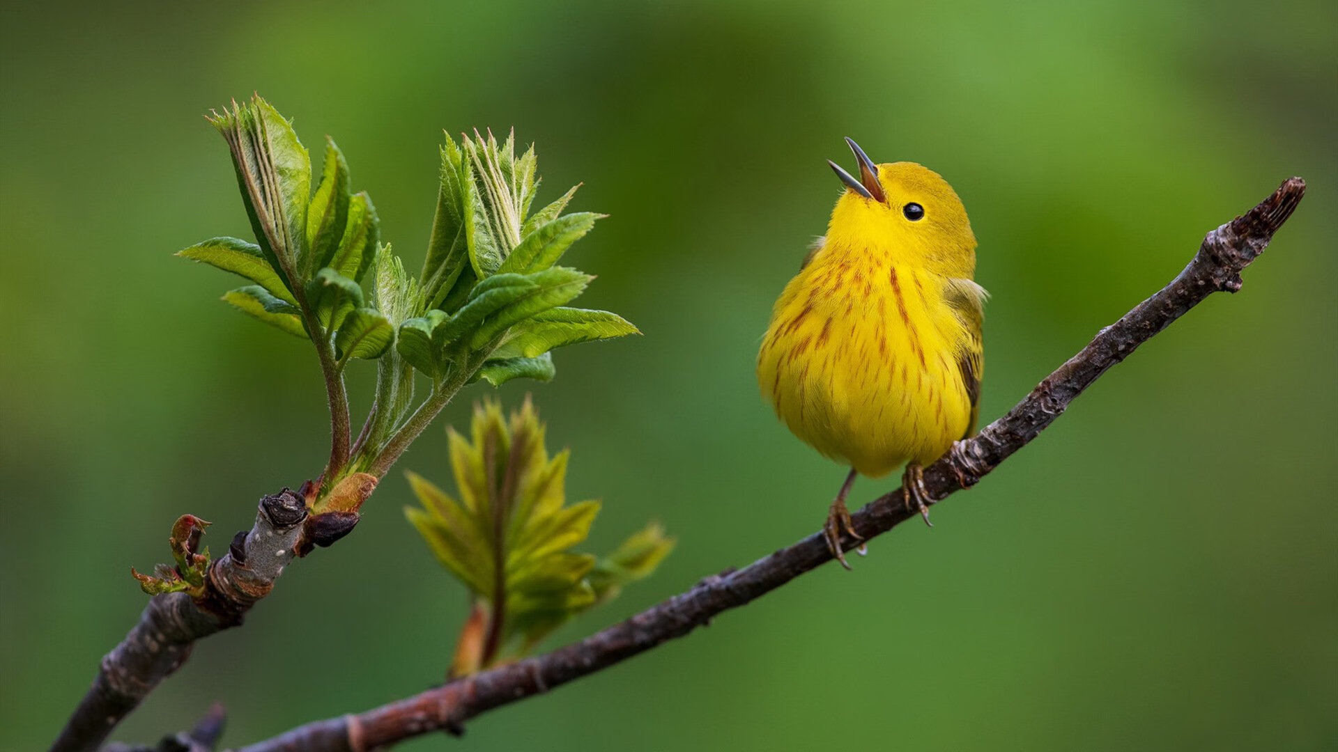中国篮球联赛赛程优化方案研究,中国篮球竞赛体系