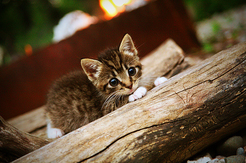 爱游戏中国官方登录入口网站-中国女篮强调攻守两端的节奏控制，中国女篮虽败犹荣