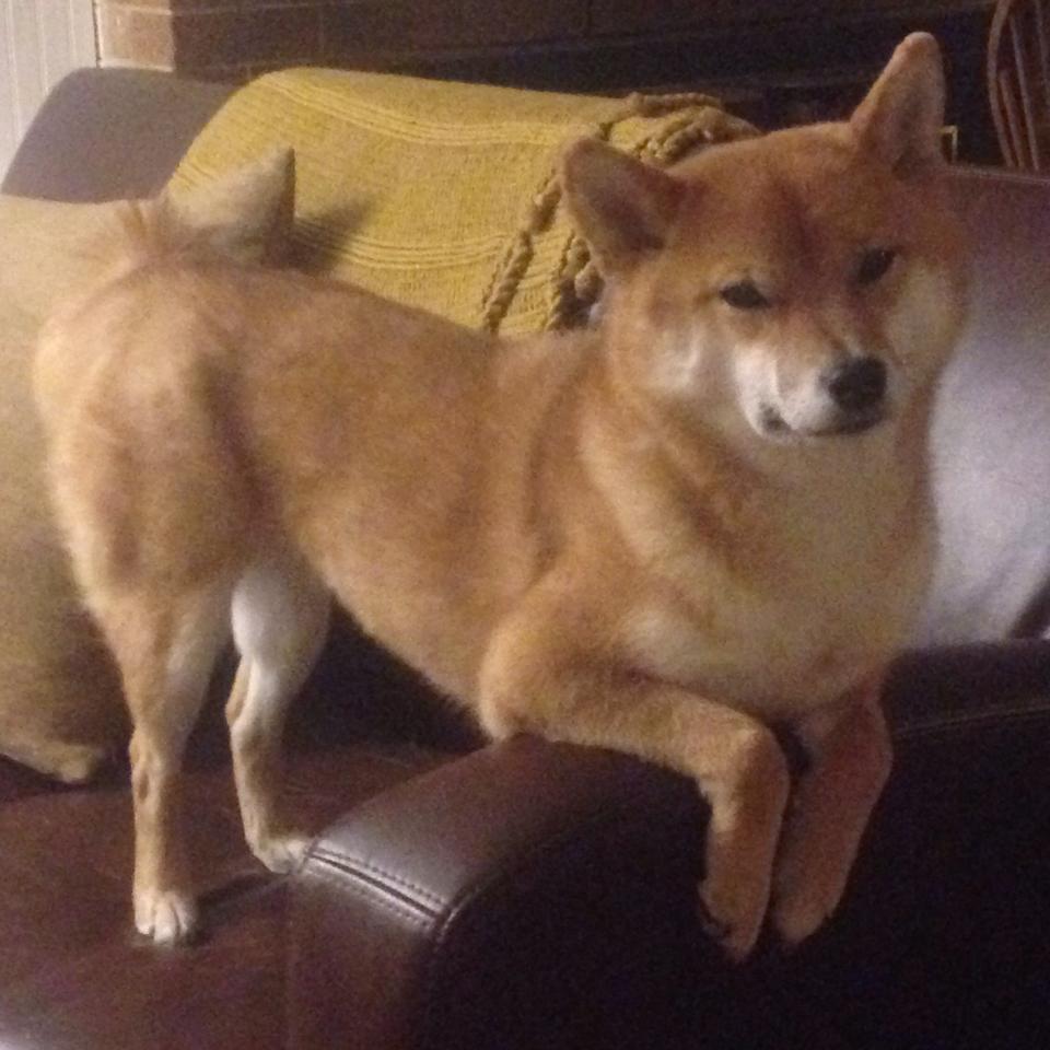 爱游戏官方-杨瀚森逐渐融入主力阵容成为不可或缺一环，杨翰笙个人介绍