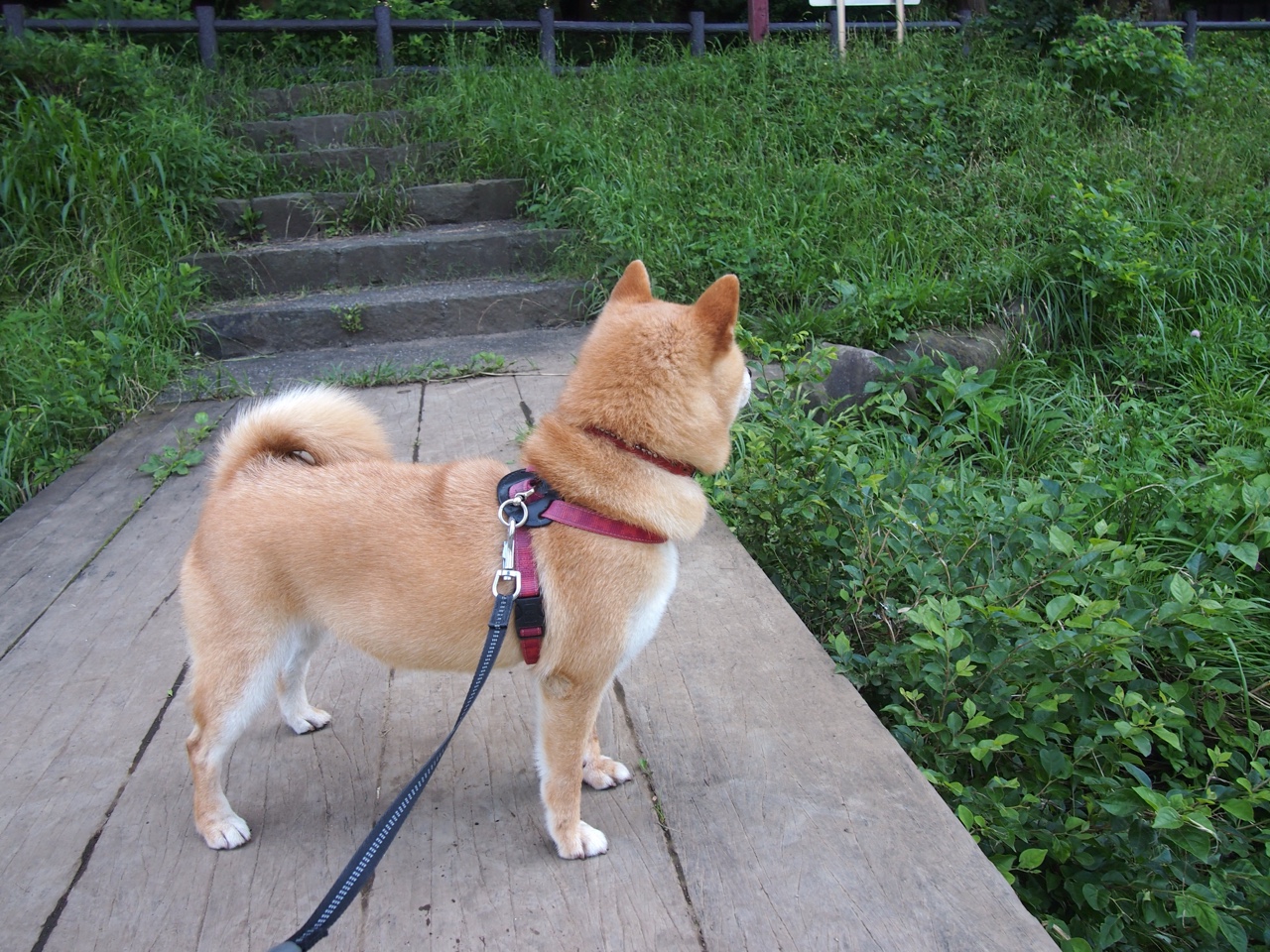 伊丽莎白·德克斯决赛突破自我赢得喝彩,伊丽莎白·德比齐剧照