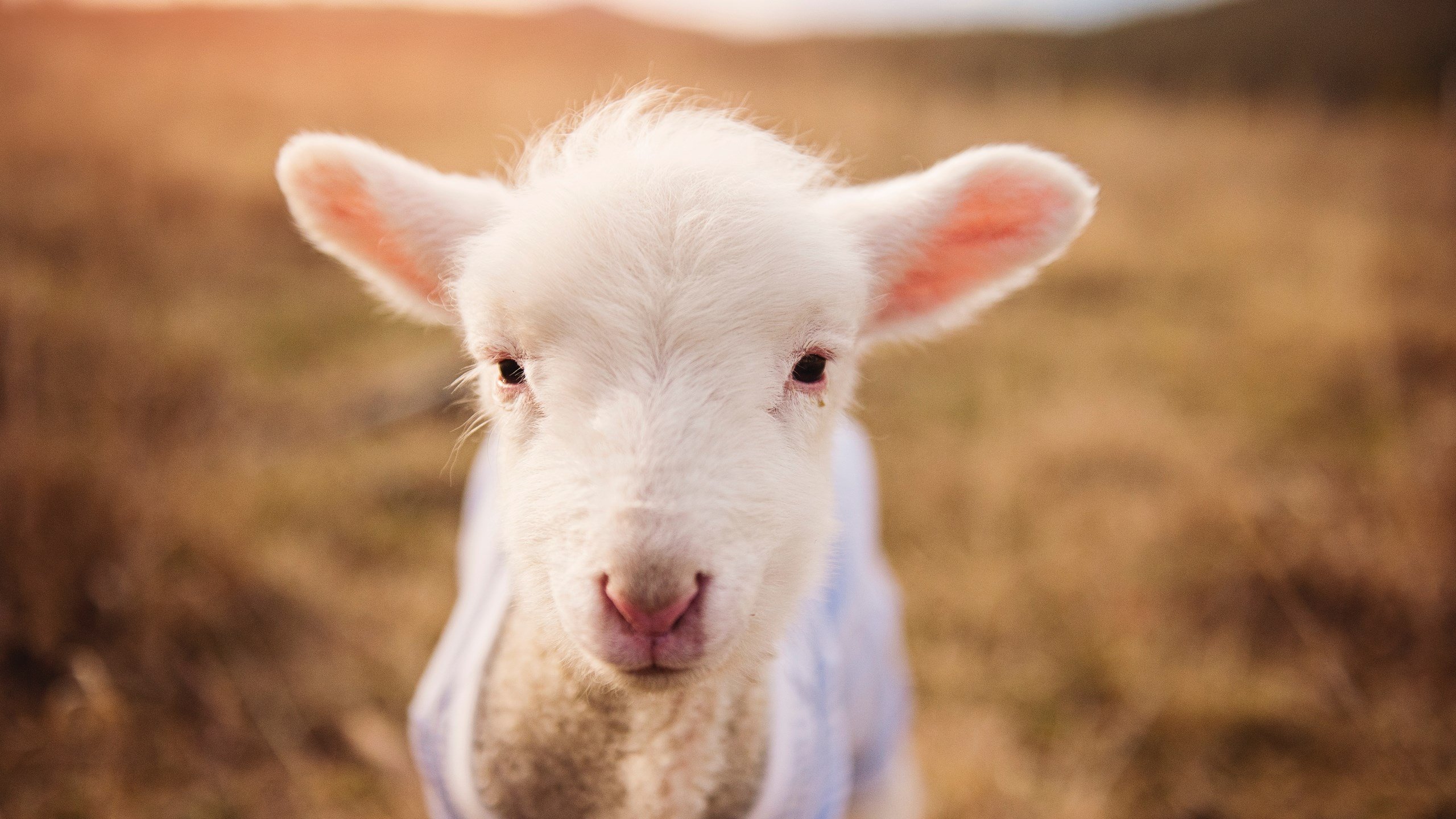 青少年足球运动员海外交流项目合作不断扩大,提升国际视野,青少年足球青训